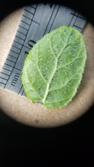 Ceanothus impressus nipomensis