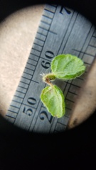 Ceanothus impressus nipomensis