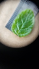 Ceanothus impressus nipomensis