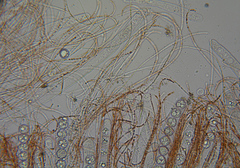 Pulvinula convexella