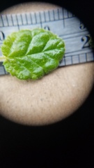 Ceanothus impressus nipomensis