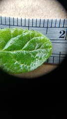 Ceanothus impressus nipomensis