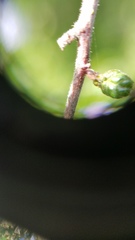 Ceanothus impressus nipomensis