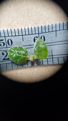 Ceanothus impressus nipomensis