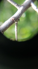 Ceanothus impressus nipomensis
