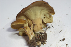 Xanthoporus syringae