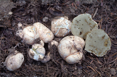 Rhizopogon subsalmonius