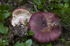 Russula torulosa
