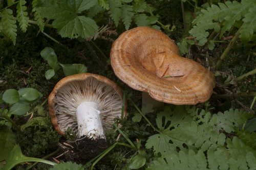 Lactarius olympianus Hesler & A.H.Sm.