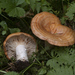 Lactarius olympianus - Photo (c) Drew Parker, some rights reserved (CC BY-NC), uploaded by Drew Parker