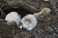 Lactarius pallescens