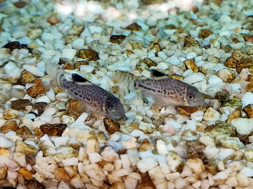 Three stripe corydoras