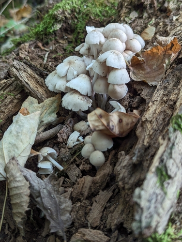Mycena inclinata