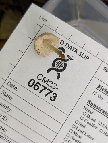 Mycena inclinata (Photo 2 of 2)
