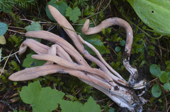 Clavariadelphus caespitosus