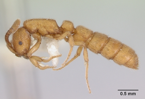 束蚁属Sphinctomyrmex