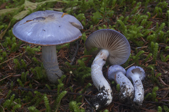Cortinarius subfoetidus