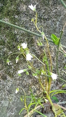 Arabidopsis suecica