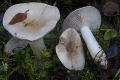 Lactarius pallescens