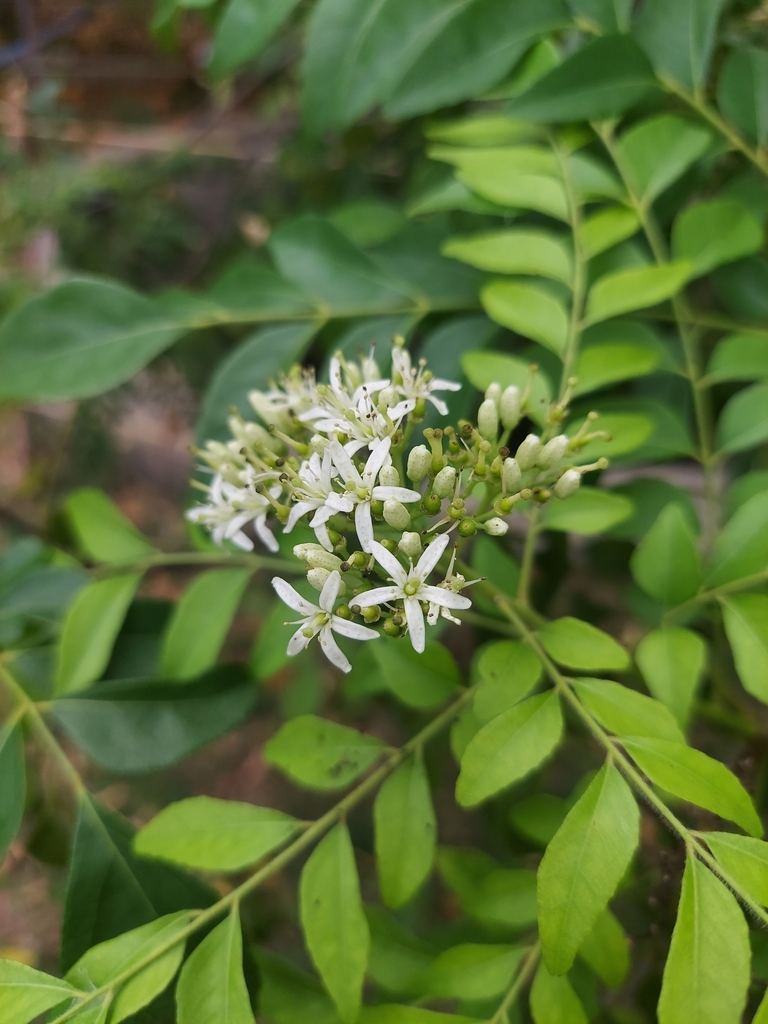 Curry leaf plant foliage close up