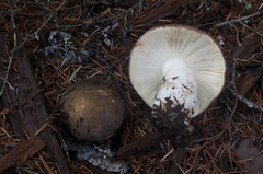 Russula occidentalis