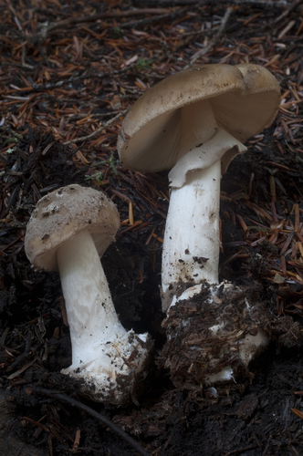 Grey-veiled Amanita
