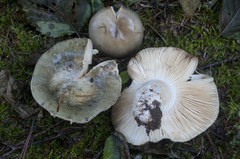 Russula modesta