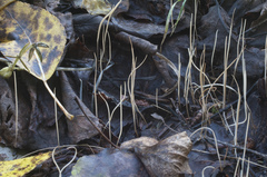 Macrotyphula phacorrhiza