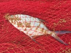 Trachinotus baillonii