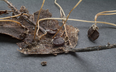 Macrotyphula phacorrhiza