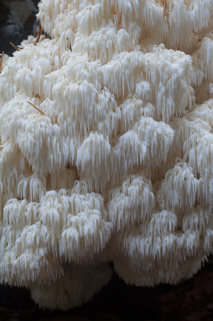 Bear's head (Mushrooms and lichens Of Montana) · iNaturalist