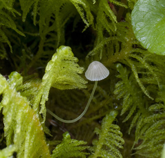 Mycena aciculata