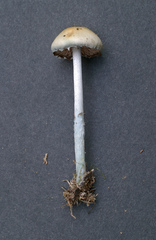 Stropharia pseudocyanea