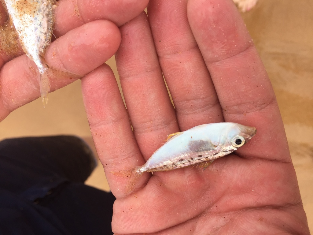Elongate ponyfish (Equulites elongatus) — Leiognathidae