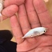 ヒメヒイラギ