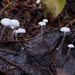 Hemimycena pseudocrispula - Photo (c) Drew Parker, some rights reserved (CC BY-SA), uploaded by Drew Parker