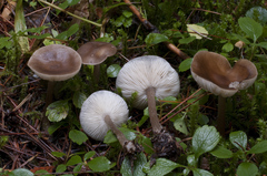 Melanoleuca microspora