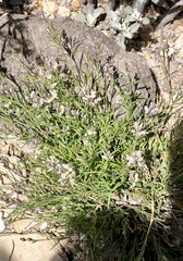 Polygala scoparioides