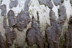 Phellinus betulinus
