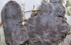 Phellinus betulinus