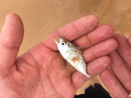Elongate ponyfish (Equulites elongatus) — Leiognathidae — 3
