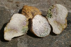 Leucogaster citrinus