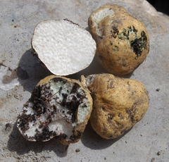 Leucogaster citrinus