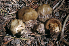 Cortinarius pinguis