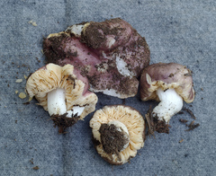 Russula subloculata