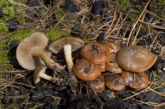 Pholiota highlandensis