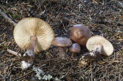 Melanoleuca cognata
