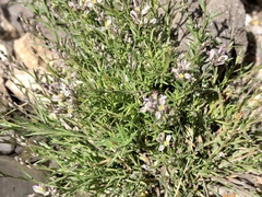 Polygala scoparioides
