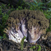 Ramaria purpurissima - Photo (c) Drew Parker, some rights reserved (CC BY-NC-SA), uploaded by Drew Parker