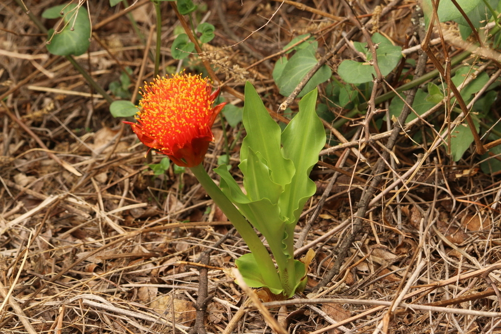 Paintbrush lily from Rietvallei 377Jr, Pretoria, 0181, South Africa on